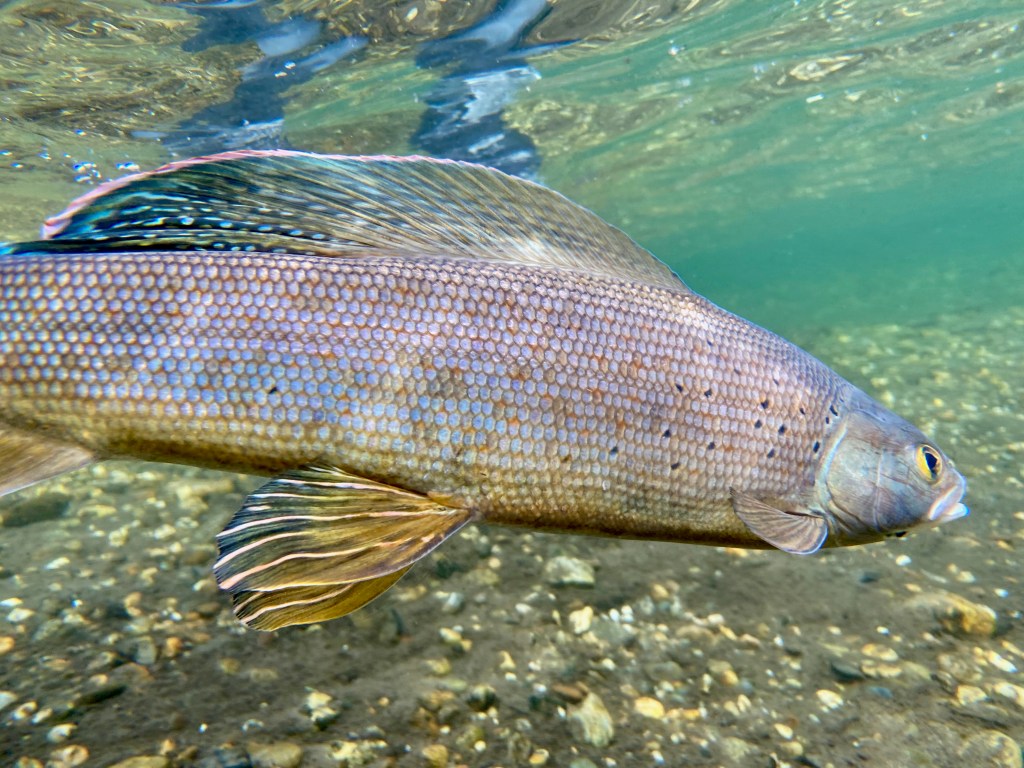 Underwater photograph of adult Arctic Grayling.